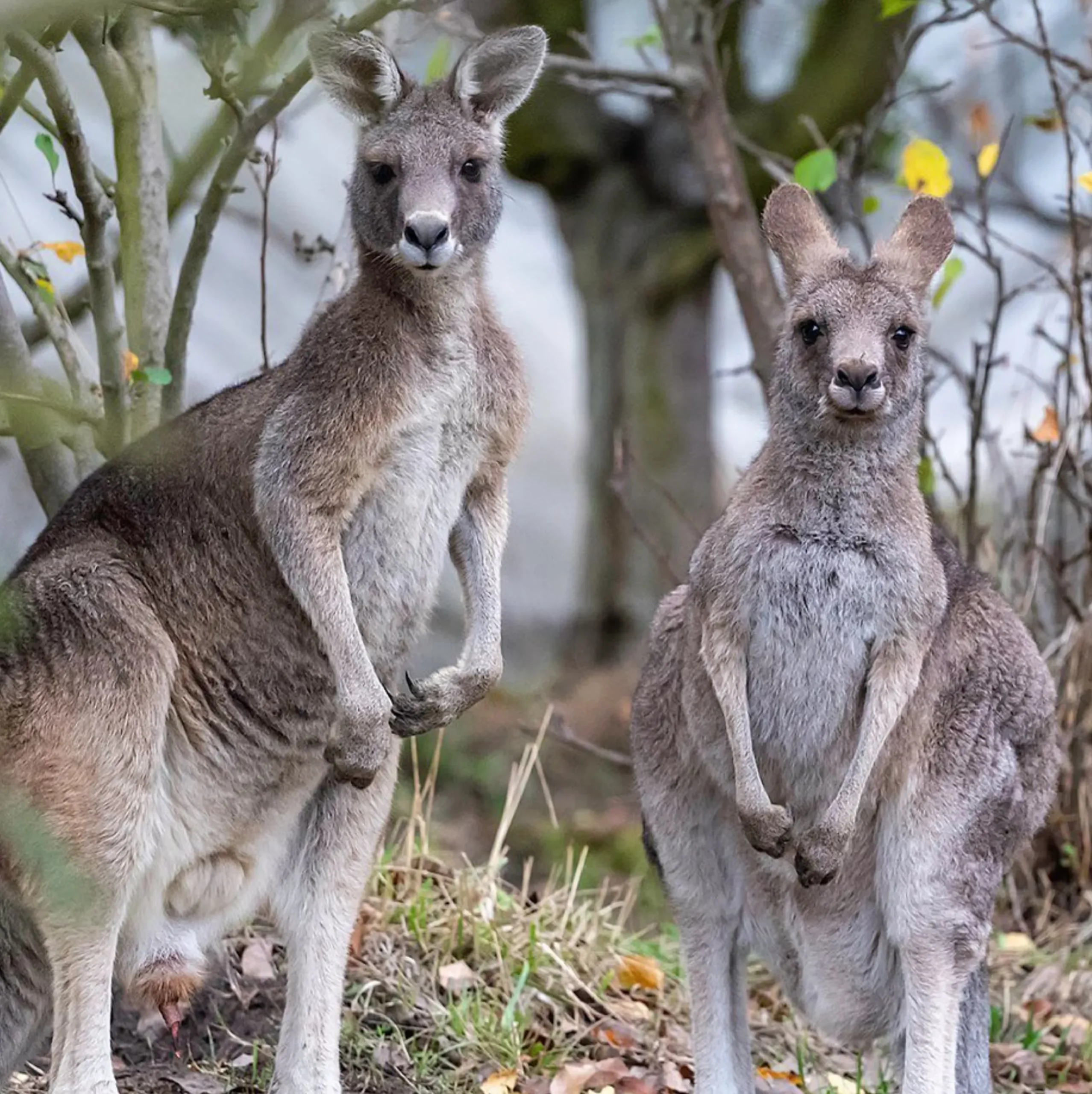 Eastern Grey Kangaroos, Ocean Road