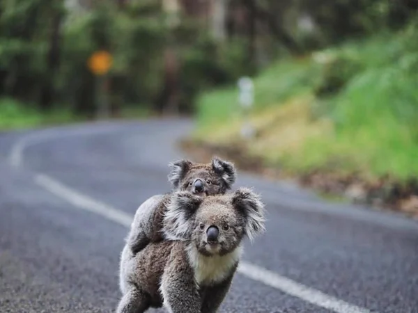 Great Ocean Road, Wildlife