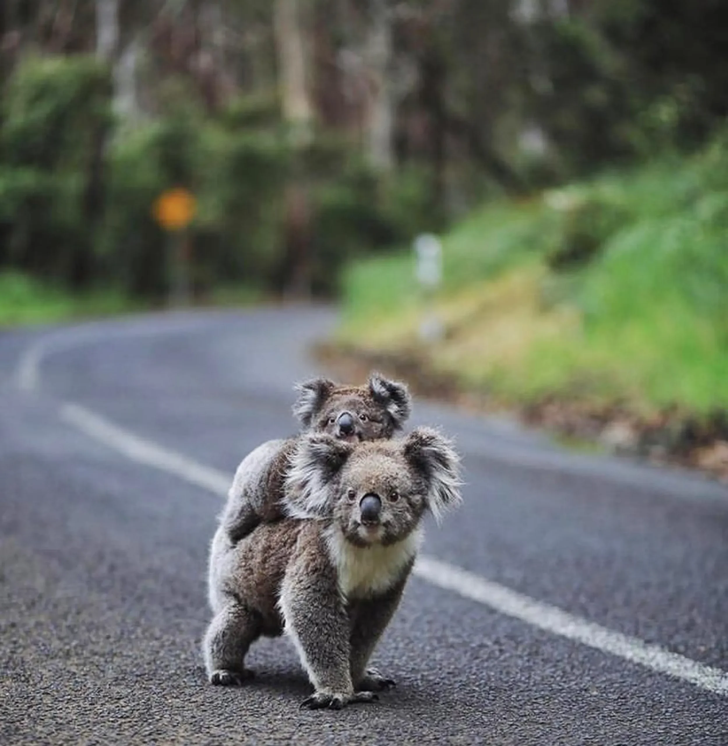 Great Ocean Road, Wildlife