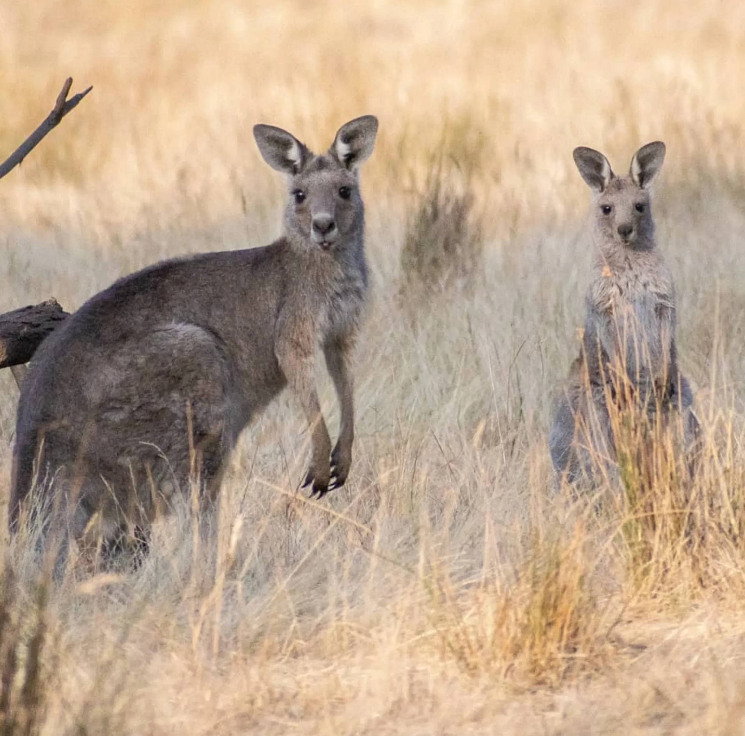 Grey Kangaroos, Great Ocean Road