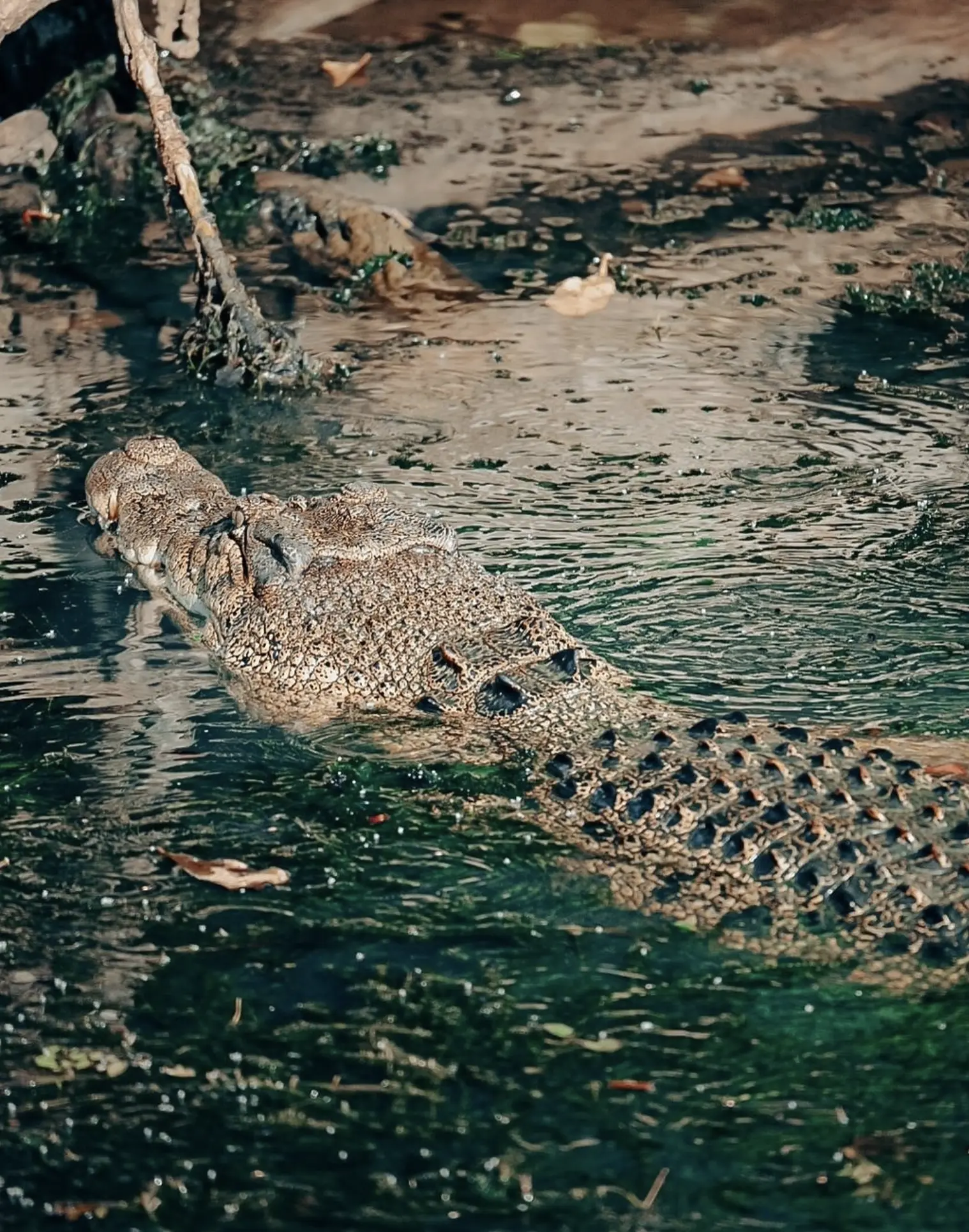 Kakadu Crocodiles