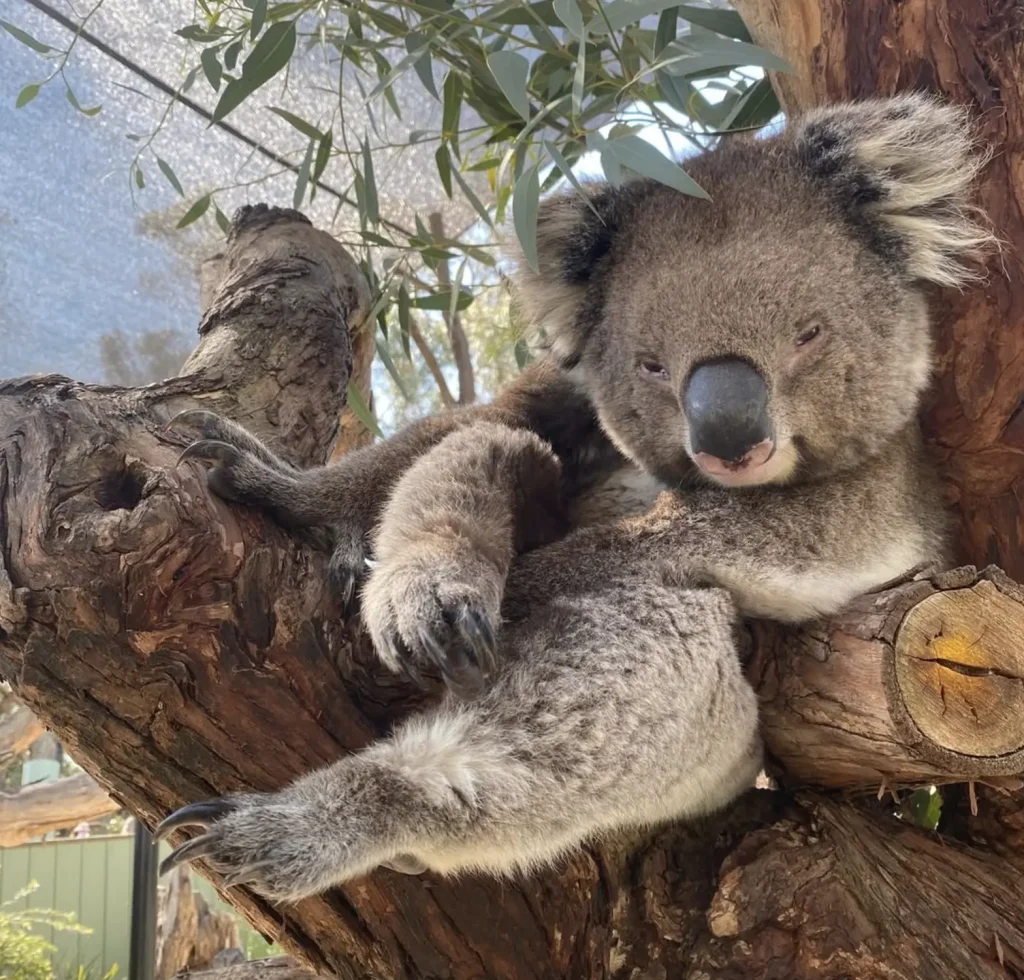 Moonlit Sanctuary Wildlife Park