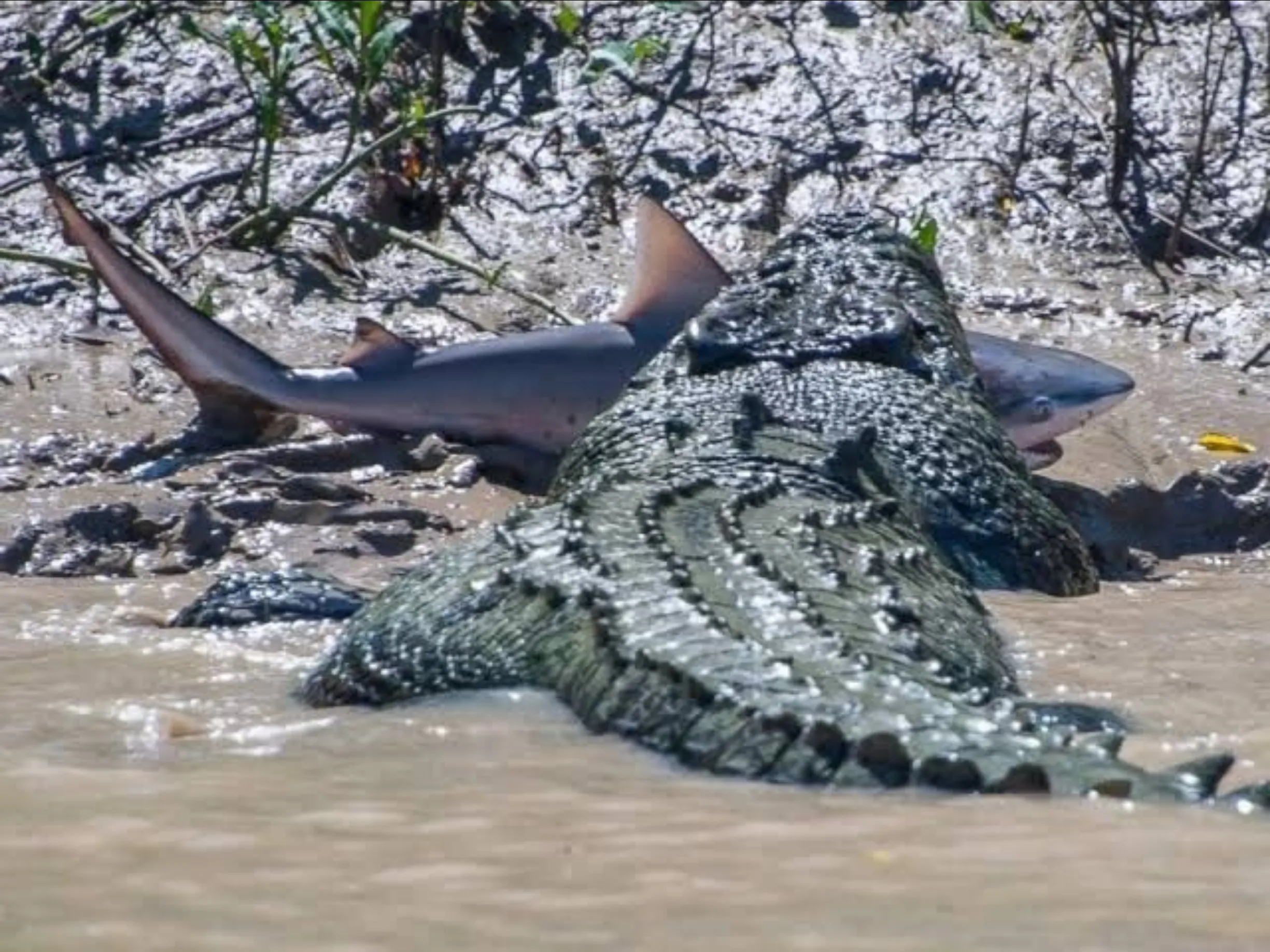 saltwater crocodiles