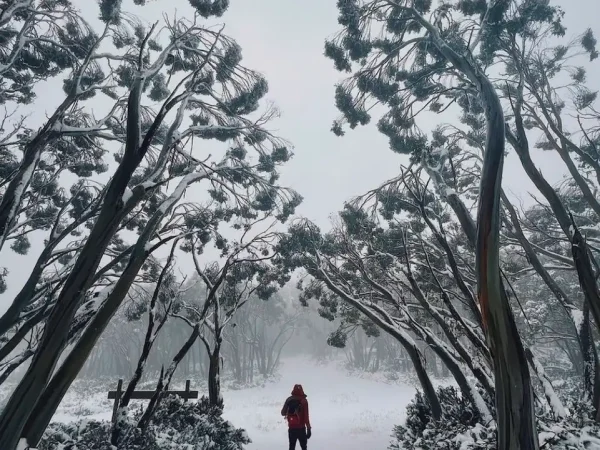 How And Where To Find Snow In The Otways
