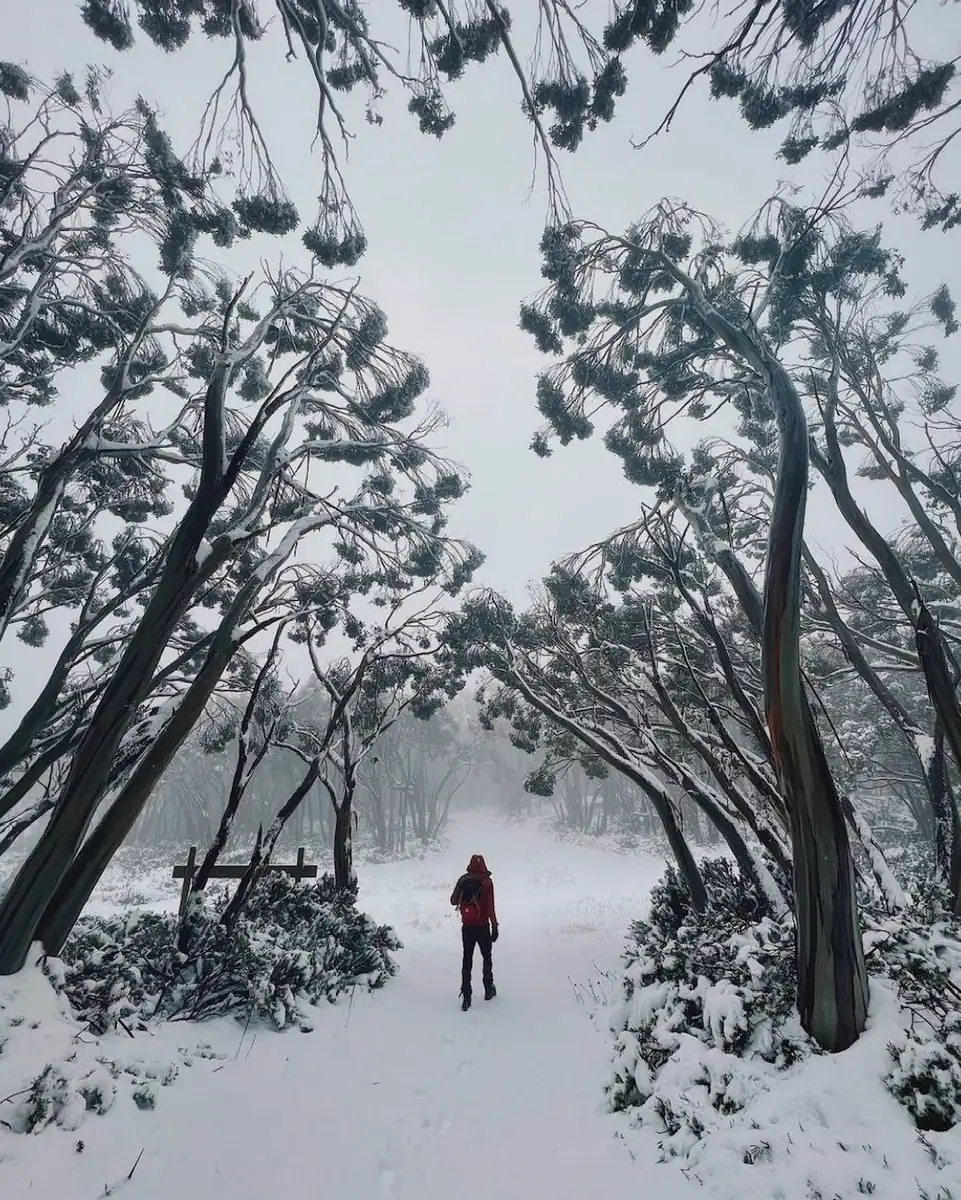 How And Where To Find Snow In The Otways