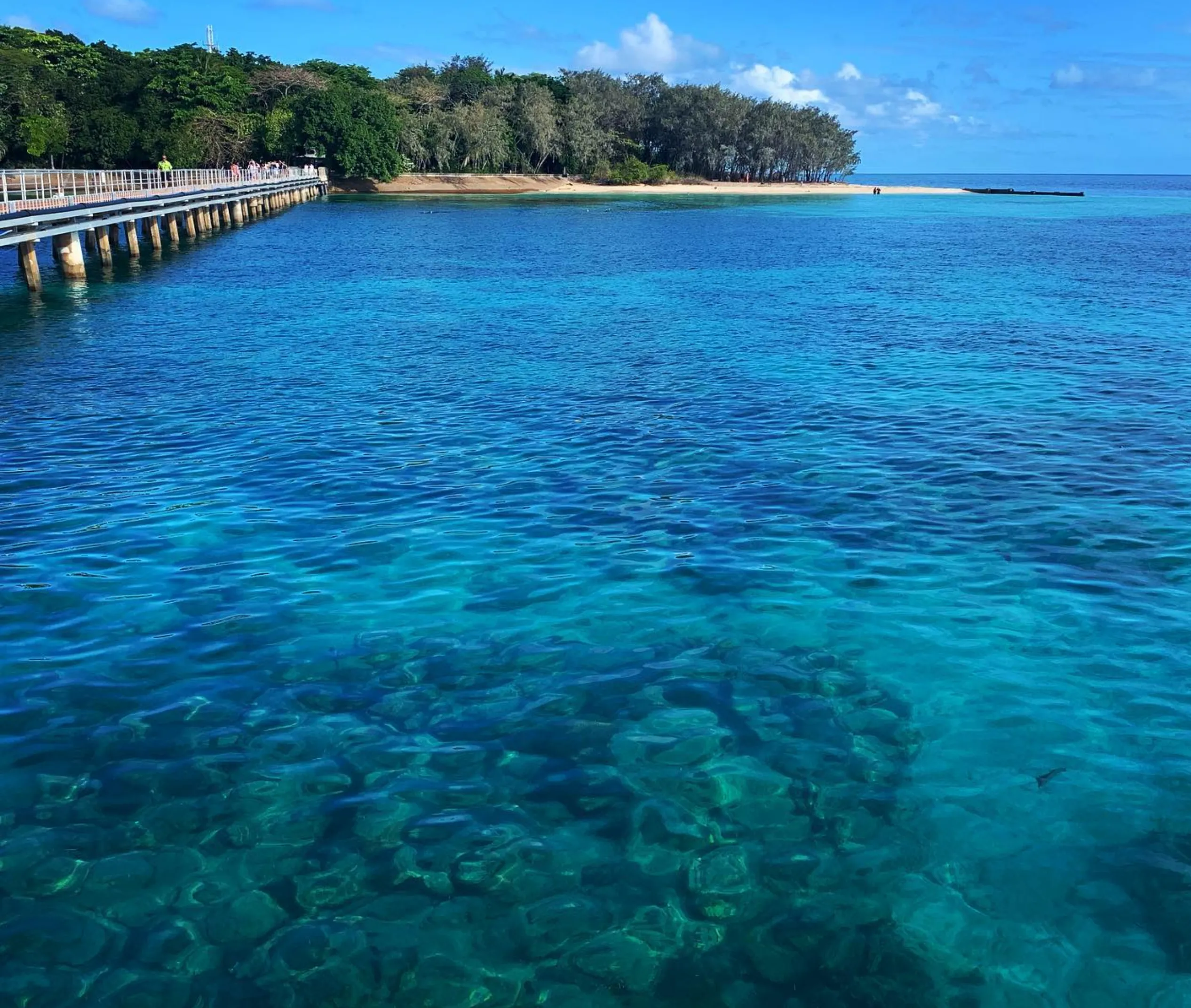 is it safe to snorkel with sharks