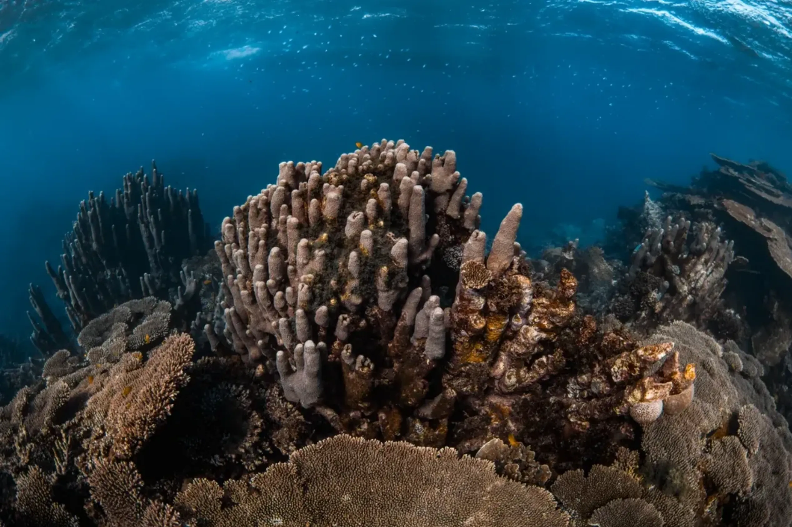 reef sharks Australia
