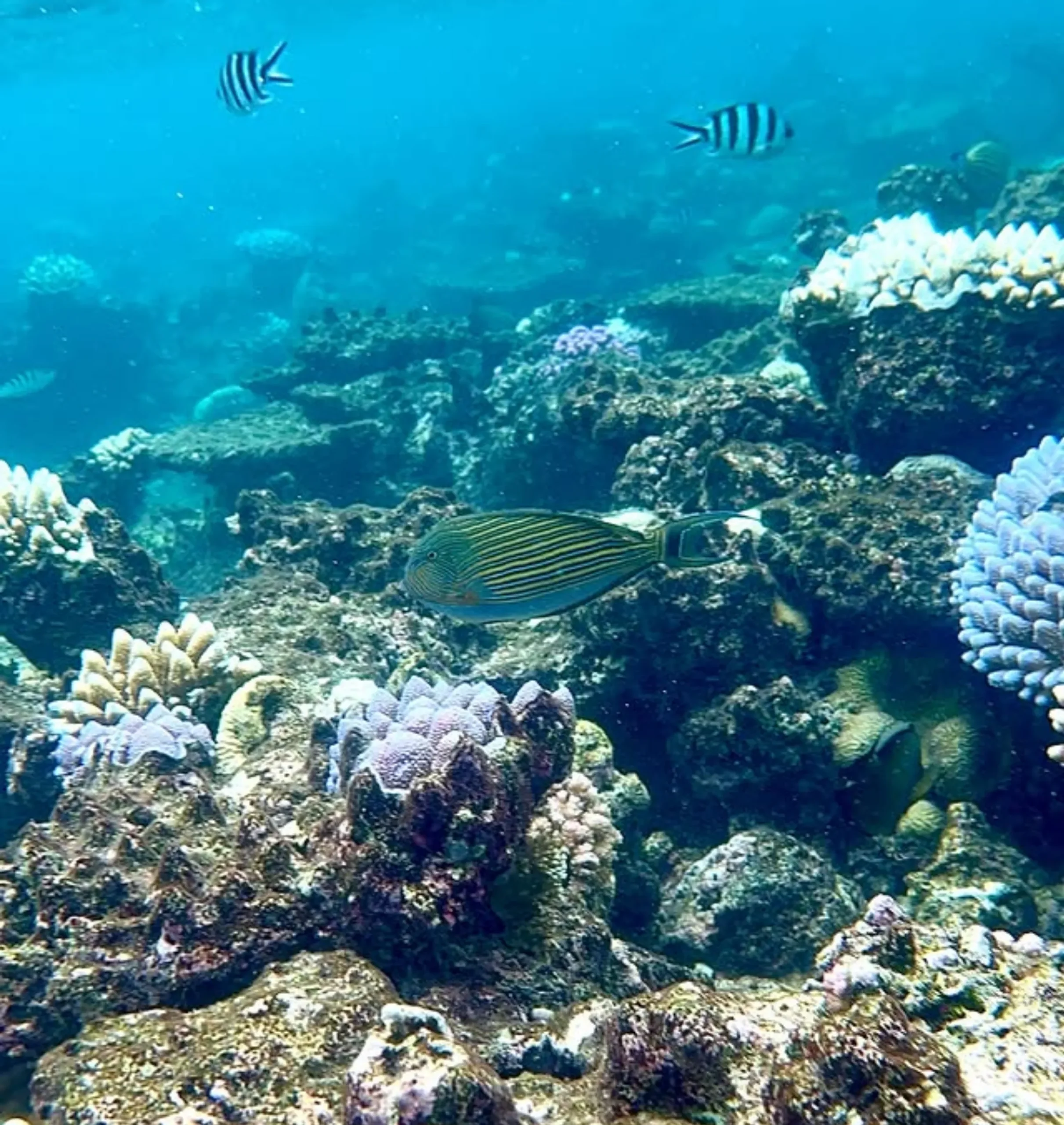 seeing sharks on the Great Barrier Reef