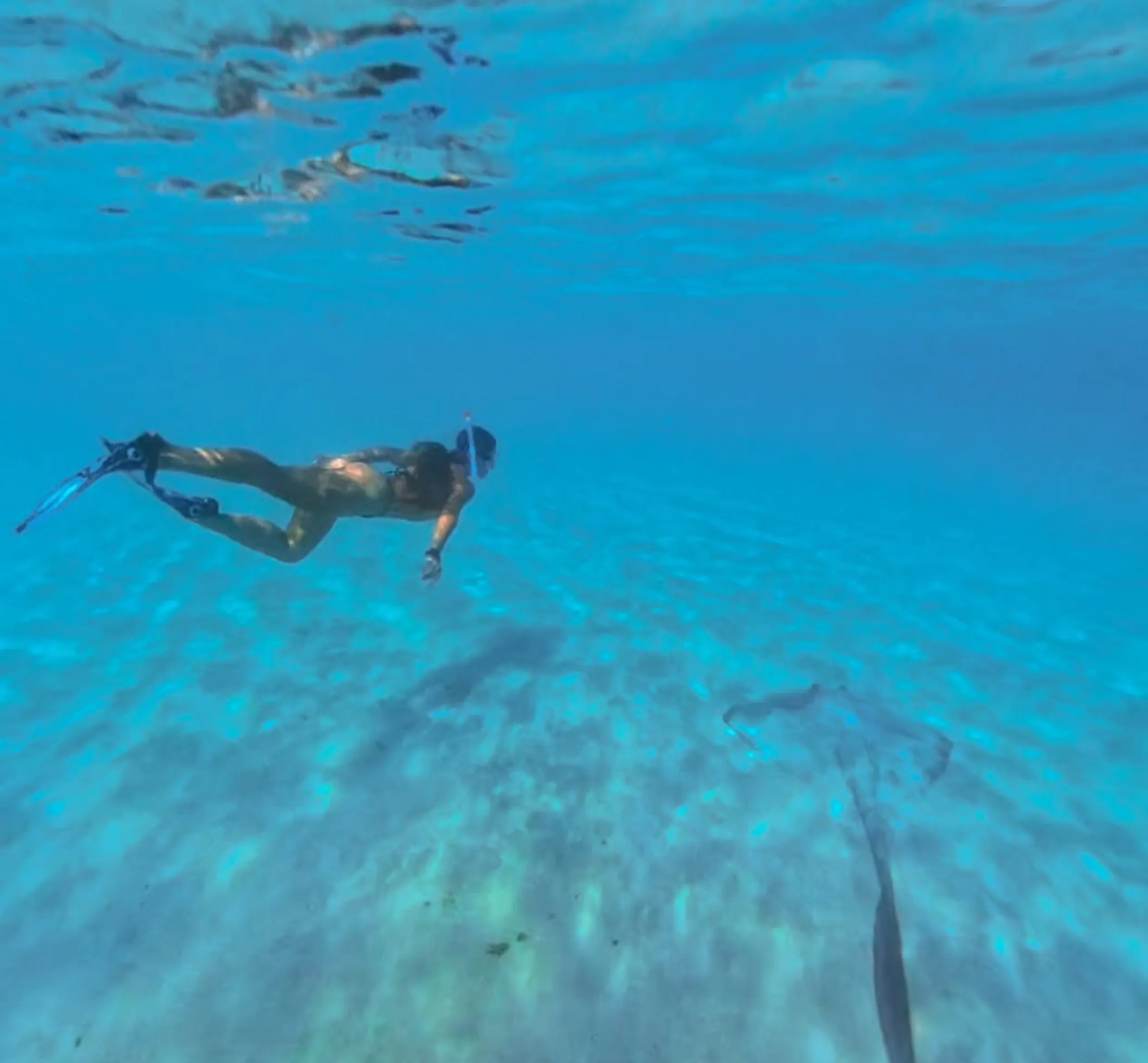 shark sightings while snorkeling