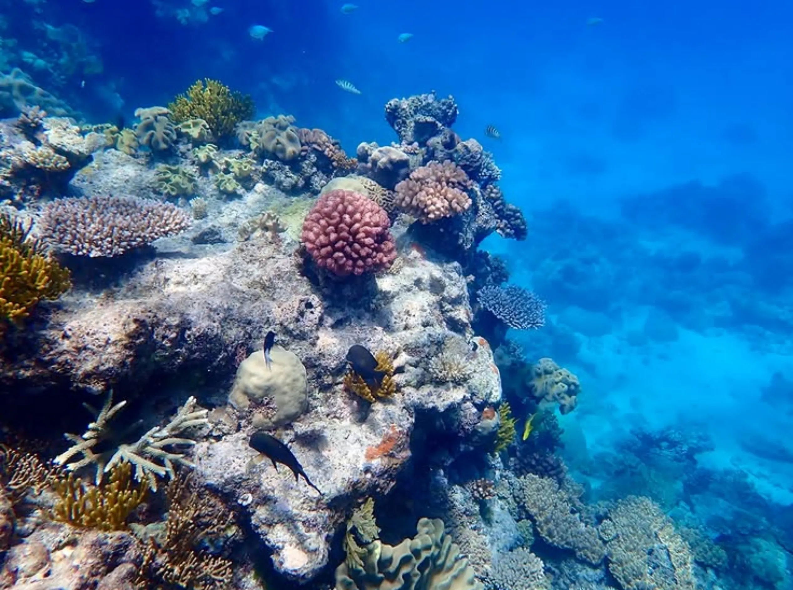 sharks while snorkeling the reef